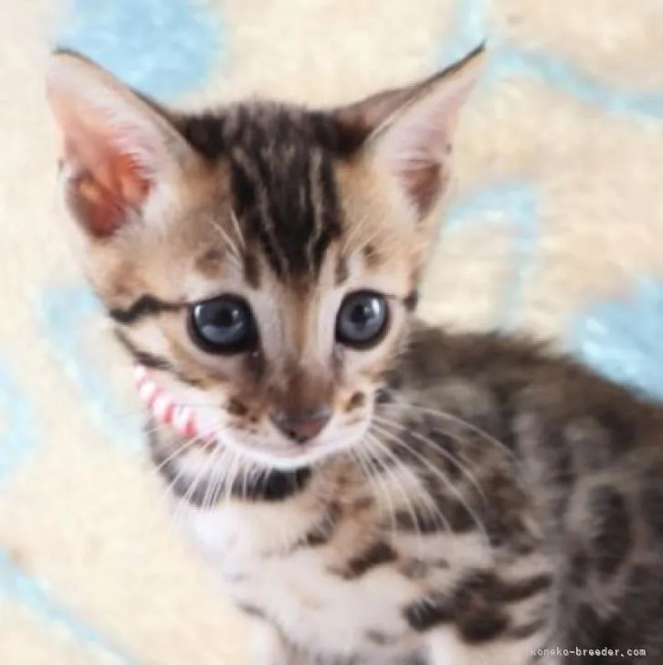 ID：2209-02293の子猫