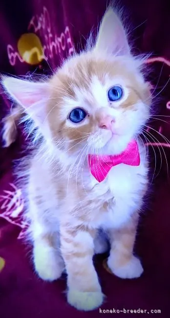 ID:2109-00337の子猫