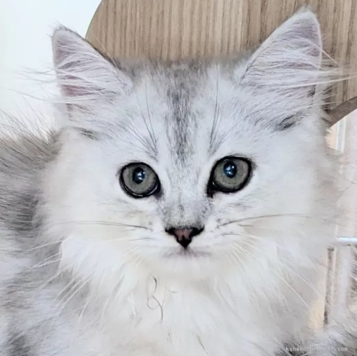 ID：2407-02716の子猫