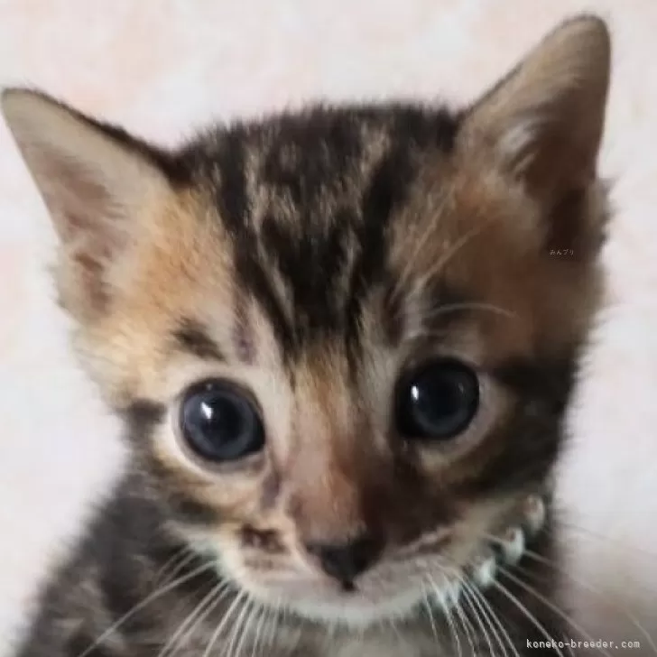 ちあき 様のお迎えした子猫