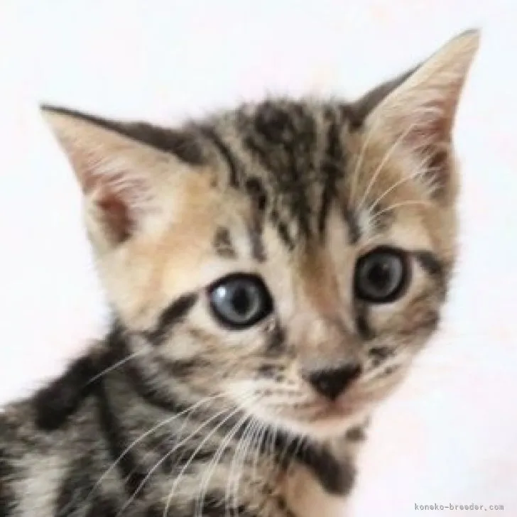 ID:2305-00274の子猫