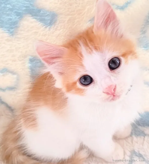 ID：2109-00336の子猫