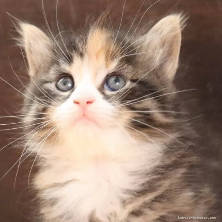 ID：2411-02073の子猫