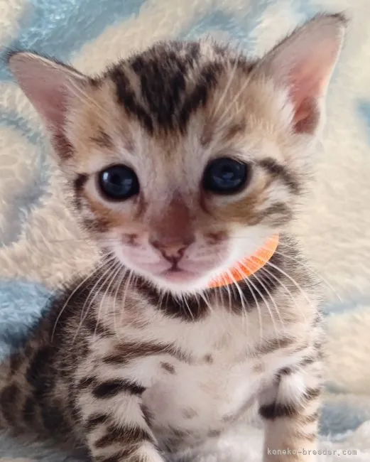 ID：2109-01304の子猫