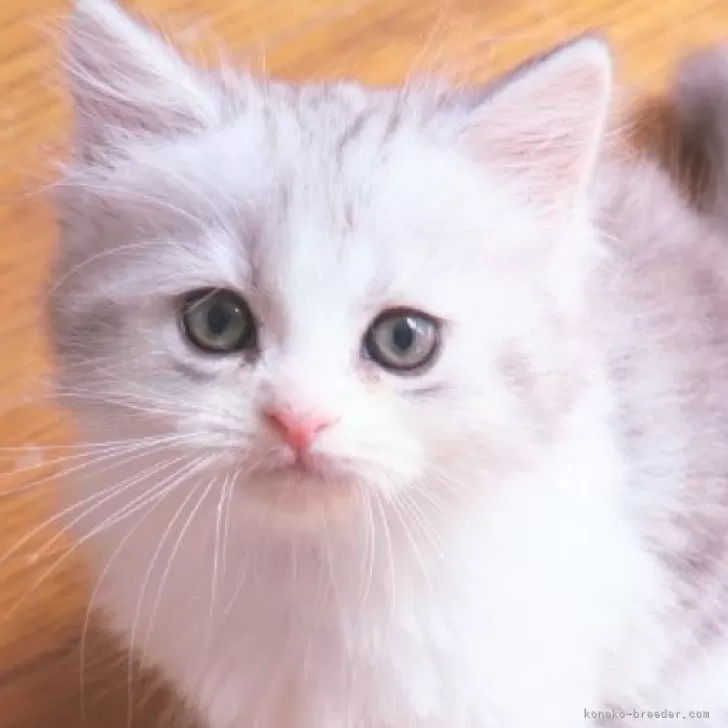 ID:2407-02715の子猫