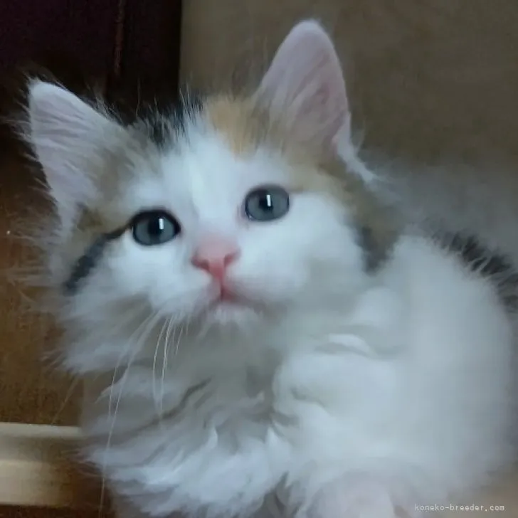 ID:2303-00530の子猫