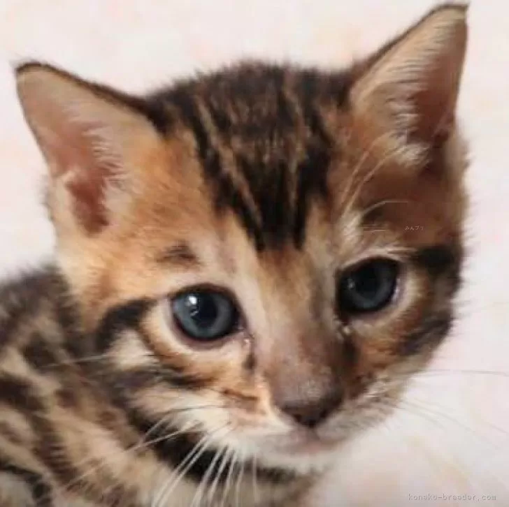 ID:2404-00334の子猫