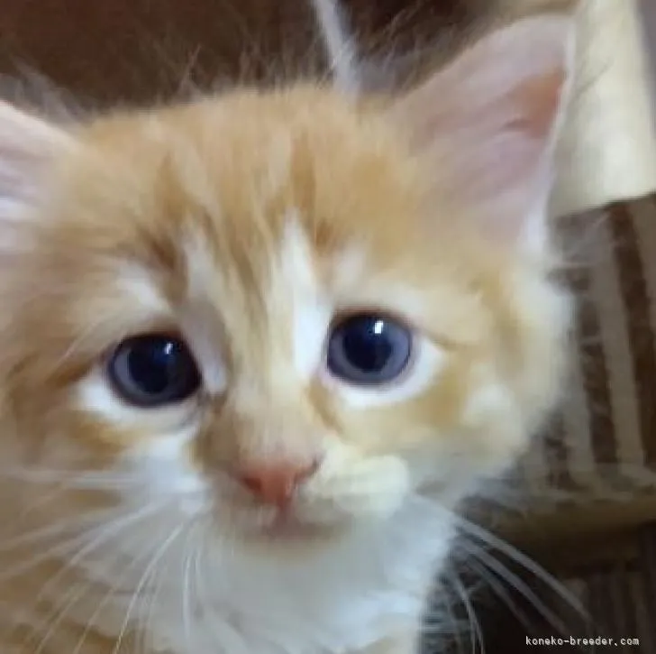 ID：2208-01912の子猫