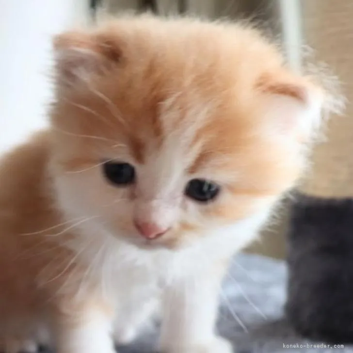 ID:2207-01747の子猫
