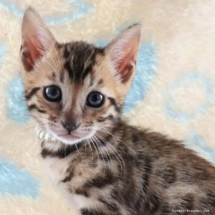 ID:2209-02291の子猫