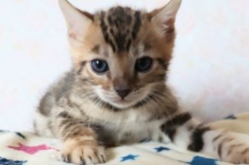 ベンガル【群馬県・女の子・2022年4月27日・ブラウンスポテッドタビー】の写真「とっても可愛い女の子♥」