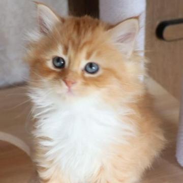 サイベリアン【群馬県・女の子・2022年11月26日・レッドタビー&ホワイト】の写真「ママ似の美猫さん❤」