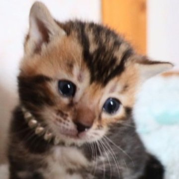 ベンガル【群馬県・女の子・2023年4月9日・ブラウンマーブルタビー】の写真「とっても可愛い女の子♥」