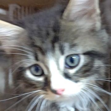 サイベリアン【群馬県・男の子・2022年5月5日・ブラウンタビー&ホワイト】の写真「イケメン男子❤️もっと可愛くなりますよ！」