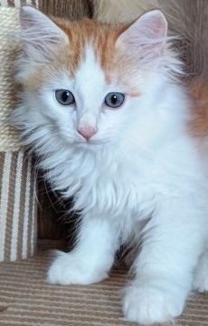 サイベリアン【群馬県・男の子・2022年3月30日・レッド&ホワイト】の写真「5日日曜日までの掲載です❗️お急ぎください🥰」