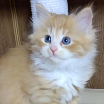 サイベリアン【群馬県・男の子・2022年11月26日・レッドタビー&ホワイト】の写真「イケメン押しの方におすすめ‼️」