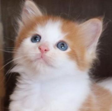 サイベリアン【群馬県・女の子・2022年7月14日・レッドタビー&ホワイト】の写真「とっても可愛い女の子♥」