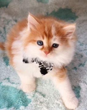 サイベリアン【群馬県・男の子・2021年11月20日・レッドタビー&ホワイト】の写真「土曜までの掲載となります❗️お気に入りの方急いで‼」