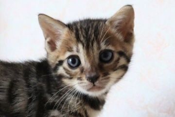 ベンガル【群馬県・女の子・2022年4月27日・ブラウンスポテッドタビー】の写真「人懐こくて可愛い女の子♥」