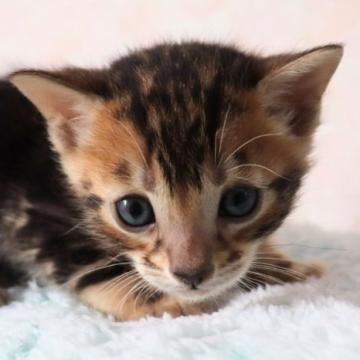 ベンガル【群馬県・男の子・2022年9月18日・ブラウンマーブルタビー】の写真「イケメン❤︎マーブル男子👍」