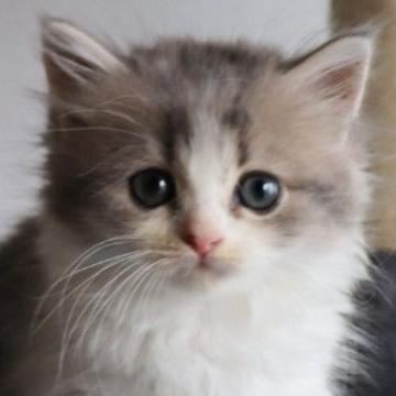 ミヌエット(短足)【群馬県・女の子・2022年7月30日・ブルータビー&ホワイト】の写真「とっても可愛い短足女子♥」