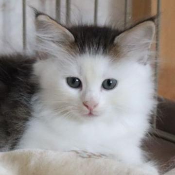 サイベリアン【群馬県・男の子・2022年8月14日・ブラウンタビー&ホワイト】の写真「幸せを運ぶカギしっぽ❤パッツン前髪が可愛い❗️」