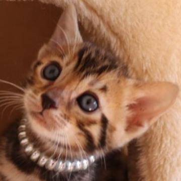 ベンガル【群馬県・男の子・2022年9月18日・ブラウンスポテットタビー】の写真「イケメン推しの方にお勧めします🥰」