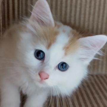 サイベリアン【群馬県・女の子・2022年5月5日・レッドタビー&ホワイト】の写真「とっても可愛い女の子♥」