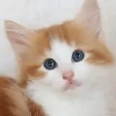 サイベリアン【群馬県・女の子・2024年4月8日・レッドタビー&ホワイト】の写真1