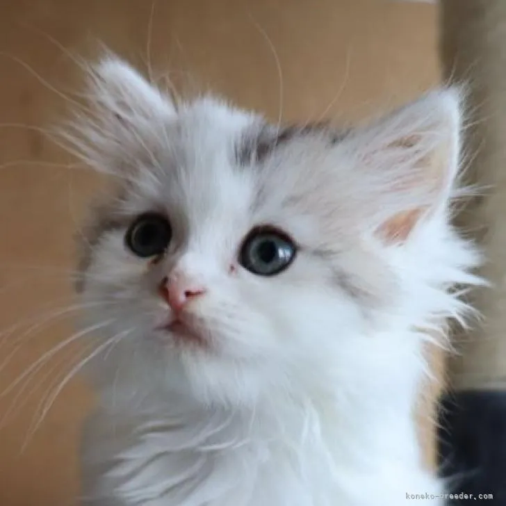 ID：2208-03195の子猫