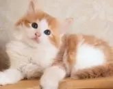 サイベリアン【群馬県・女の子・2024年4月8日・レッドタビー&ホワイト】の写真2