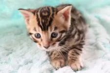 ベンガル【群馬県・男の子・2022年3月31日・ブラウンスポテットタビー】の写真2