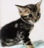 ベンガル【群馬県・女の子・2024年3月3日・ブラウンマーブルタビー】の写真2