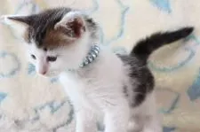 サイベリアン【群馬県・男の子・2022年5月5日・ブラウンタビー&ホワイト】の写真3