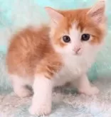 サイベリアン【群馬県・女の子・2024年5月10日・レッドタビー&ホワイト】の写真3