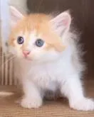 サイベリアン【群馬県・女の子・2022年7月14日・レッドタビー&ホワイト】の写真3