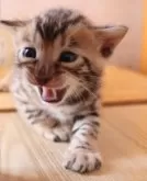 ベンガル【群馬県・男の子・2024年8月31日・ブラウンスポテットタビー】の写真4