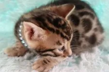 ベンガル【群馬県・男の子・2022年3月31日・ブラウンスポテットタビー】の写真4