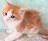 サイベリアン【群馬県・女の子・2024年5月10日・レッドタビー&ホワイト】の写真4