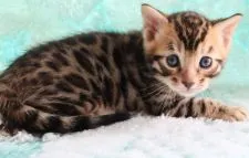 ベンガル【群馬県・男の子・2022年3月31日・ブラウンスポテットタビー】の写真5