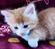 サイベリアン【群馬県・男の子・2021年7月25日・レッドタビー&ホワイト】の写真5