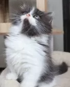 ミヌエット(短足)【群馬県・女の子・2025年8月30日・ブラック&ホワイト】の写真10