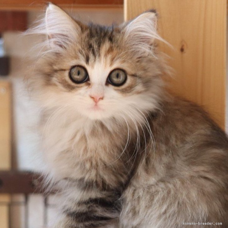 ブリーダー画像