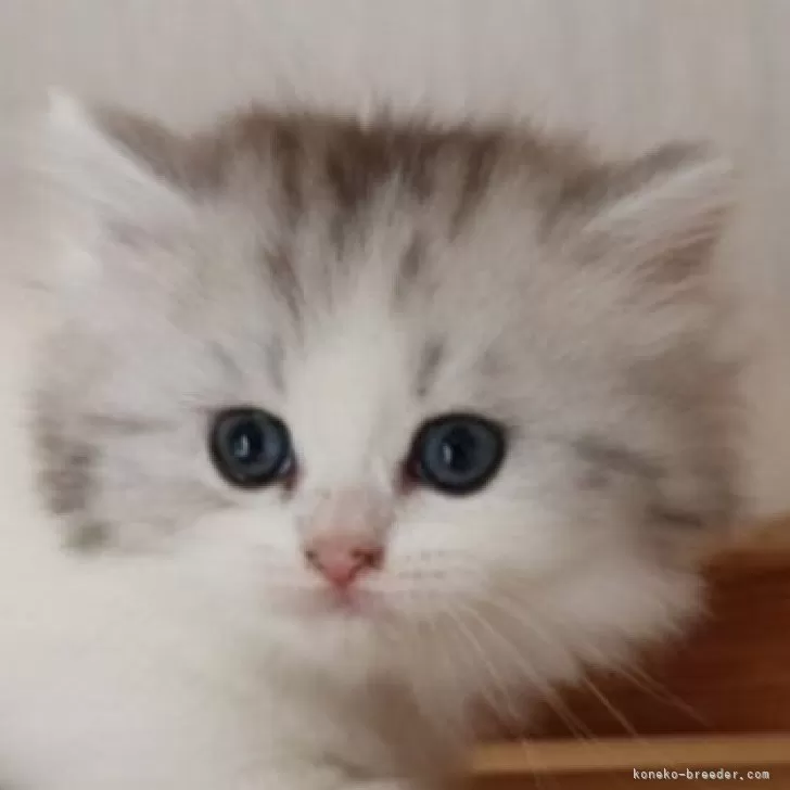 ゆめ 様のお迎えした子猫