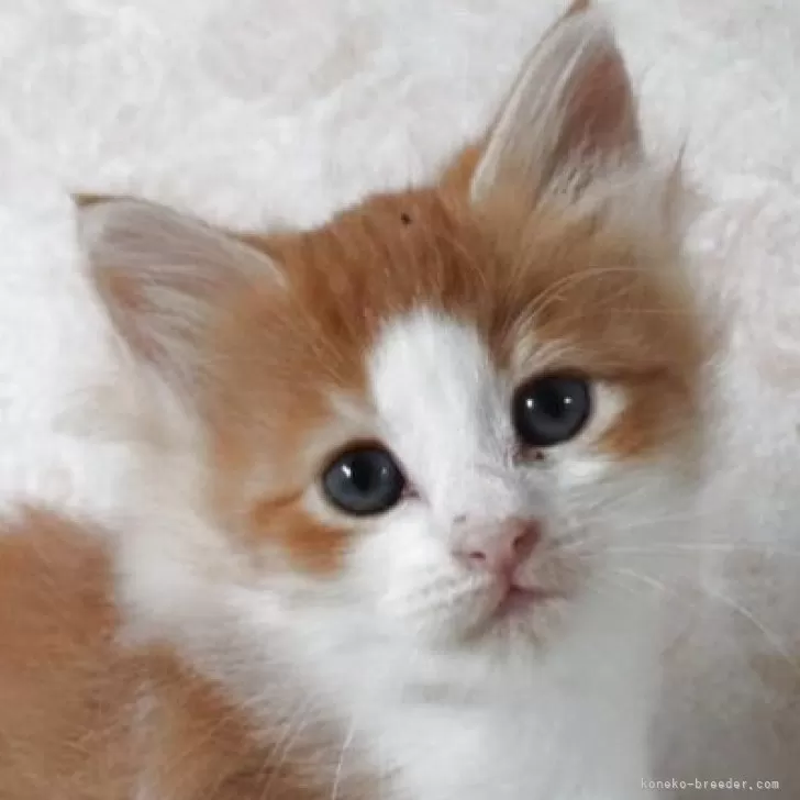 ID：2510-01725の子猫