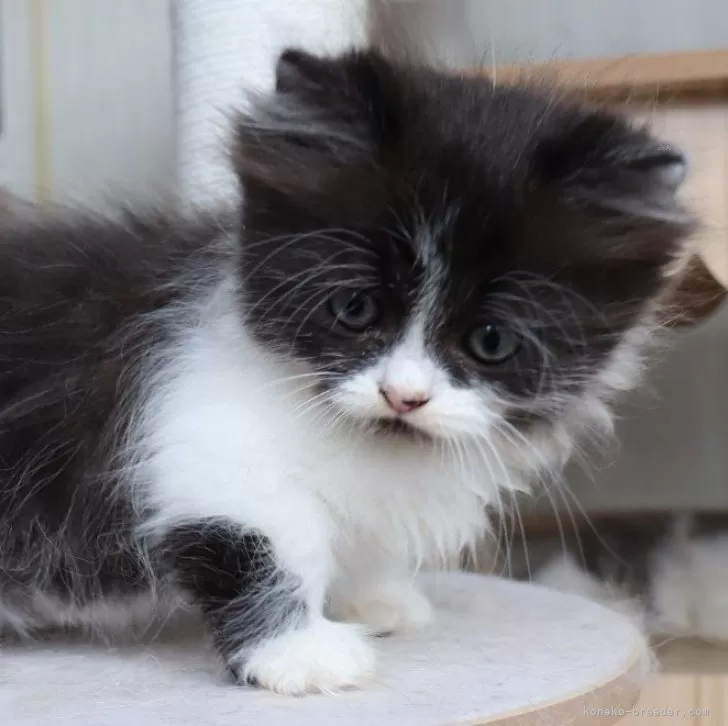 ID：2510-02048の子猫