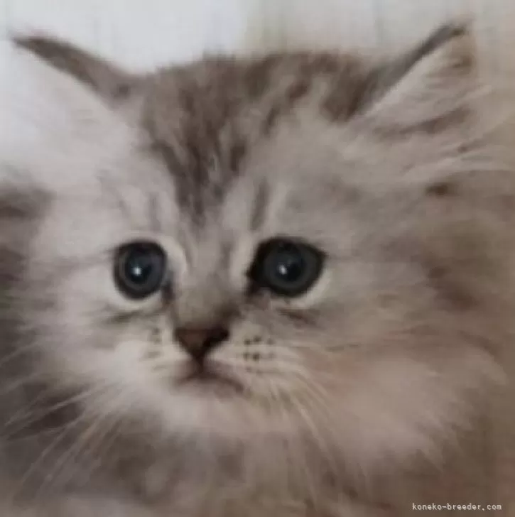 ID：2509-00976の子猫