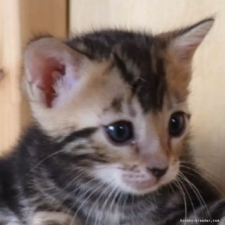 ID：2509-00528の子猫