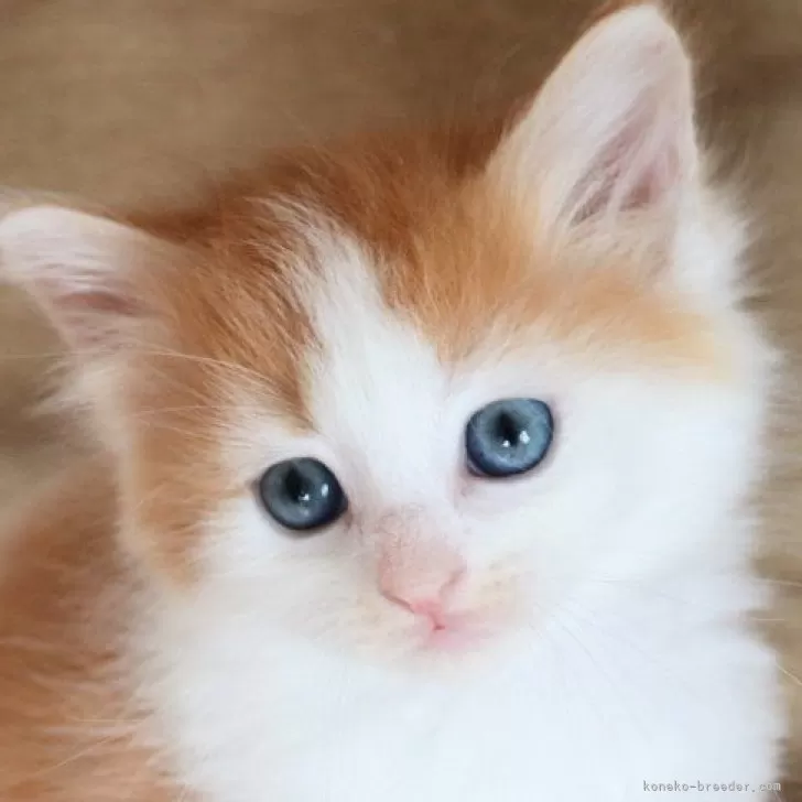 ID：2504-01978の子猫