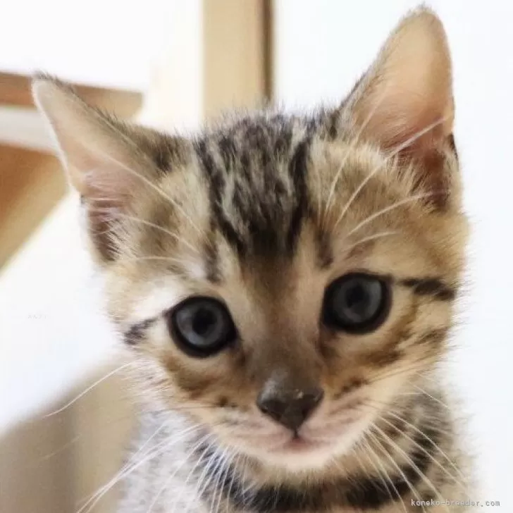 ID：2502-02383の子猫